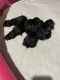 Golden Doodle Puppies for sale in Terre Haute, IN, USA. price: NA