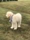 Golden Doodle Puppies for sale in Acworth, GA, USA. price: $500