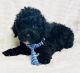 Golden Doodle Puppies for sale in Dallas, TX 75252, USA. price: $1,550