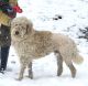 Golden Doodle Puppies for sale in South Bend, IN, USA. price: NA