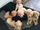 Golden Doodle Puppies for sale in Gold Country, CA, USA. price: NA