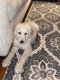 Golden Doodle Puppies for sale in Hazelwood, MO, USA. price: NA