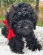 Golden Doodle Puppies for sale in Philadelphia, PA, USA. price: NA