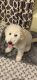 Golden Doodle Puppies for sale in Marion, IL, USA. price: NA