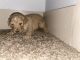 Golden Doodle Puppies for sale in Little Rock, AR, USA. price: NA