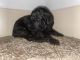 Golden Doodle Puppies for sale in Little Rock, AR, USA. price: NA