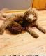 Golden Doodle Puppies for sale in Belews Creek, NC 27009, USA. price: NA