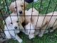 Golden Doodle Puppies for sale in Rochester, NY, USA. price: NA
