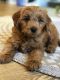 Golden Doodle Puppies for sale in Provo Canyon, UT 84604, USA. price: NA
