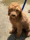 Golden Doodle Puppies for sale in Mason, OH, USA. price: NA