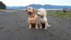 Golden Doodle Puppies for sale in Petersburg, AK 99833, USA. price: NA