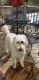 Golden Doodle Puppies for sale in Jonesboro, AR, USA. price: NA