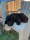 Golden Doodle Puppies for sale in Loveland, CO 80538, USA. price: NA