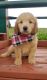 Golden Doodle Puppies for sale in Baltic, OH 43804, USA. price: NA