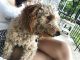 Golden Doodle Puppies for sale in Reading, PA, USA. price: $300