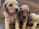 Golden Doodle Puppies for sale in Castle Rock, CO, USA. price: NA