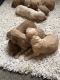 Golden Doodle Puppies for sale in Sibley, IA 51249, USA. price: NA
