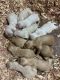 Golden Doodle Puppies for sale in East Bend, NC 27018, USA. price: NA