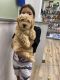 Golden Doodle Puppies for sale in Cockeysville, MD, USA. price: NA