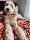 Golden Doodle Puppies for sale in Williamston, SC, USA. price: NA