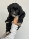 Golden Doodle Puppies for sale in 2238 Western Dr, Saratoga Springs, UT 84045, USA. price: NA