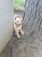 Golden Doodle Puppies for sale in Chouteau, OK 74337, USA. price: NA
