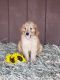 Golden Doodle Puppies for sale in Thompsontown, PA, USA. price: $1,500