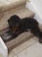 Golden Doodle Puppies for sale in Doral, FL, USA. price: $1,300