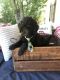 Golden Doodle Puppies for sale in Fort Smith, AR, USA. price: NA