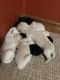 Golden Doodle Puppies for sale in Alto, GA 30510, USA. price: NA