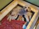 Golden Doodle Puppies for sale in Lowville, NY 13367, USA. price: $3,500