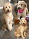 Golden Doodle Puppies for sale in Sebring, FL, USA. price: NA