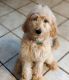 Golden Doodle Puppies for sale in Bloomington, IL 61705, USA. price: NA