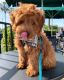 Golden Doodle Puppies for sale in Ontario, CA, USA. price: NA