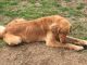 Golden Doodle Puppies for sale in 75 Pueblo Trail, Maynard, AR 72444, USA. price: $150