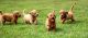 Golden Doodle Puppies for sale in Hurricane, WV, USA. price: NA