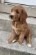 Golden Doodle Puppies for sale in Brooklyn, NY 11229, USA. price: $3,200