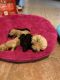 Golden Doodle Puppies for sale in Clermont, FL, USA. price: NA