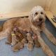 Golden Doodle Puppies for sale in 8323 W Montgomery Rd, Houston, TX 77088, USA. price: NA