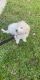 Golden Doodle Puppies for sale in Cape Coral, FL 33914, USA. price: NA