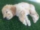 Golden Doodle Puppies for sale in Raleigh, NC, USA. price: $800