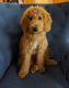 Golden Doodle Puppies for sale in Lakeland, FL, USA. price: $1,850