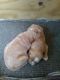 Golden Doodle Puppies for sale in Clare, MI 48617, USA. price: NA