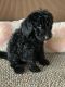Golden Doodle Puppies for sale in Davenport, FL, USA. price: $1,500