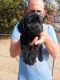Golden Doodle Puppies for sale in Sacramento, CA 94206, USA. price: NA