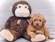 Golden Doodle Puppies for sale in Edgewood, KY, USA. price: NA