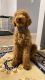 Golden Doodle Puppies for sale in Auburn, WA, USA. price: NA