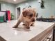 Golden Doodle Puppies for sale in Long Beach, CA, USA. price: $2,500