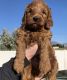 Golden Doodle Puppies for sale in Phoenix, AZ, USA. price: $900
