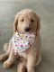 Golden Doodle Puppies for sale in Collierville, TN, USA. price: NA